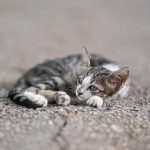kucing-2.jpg